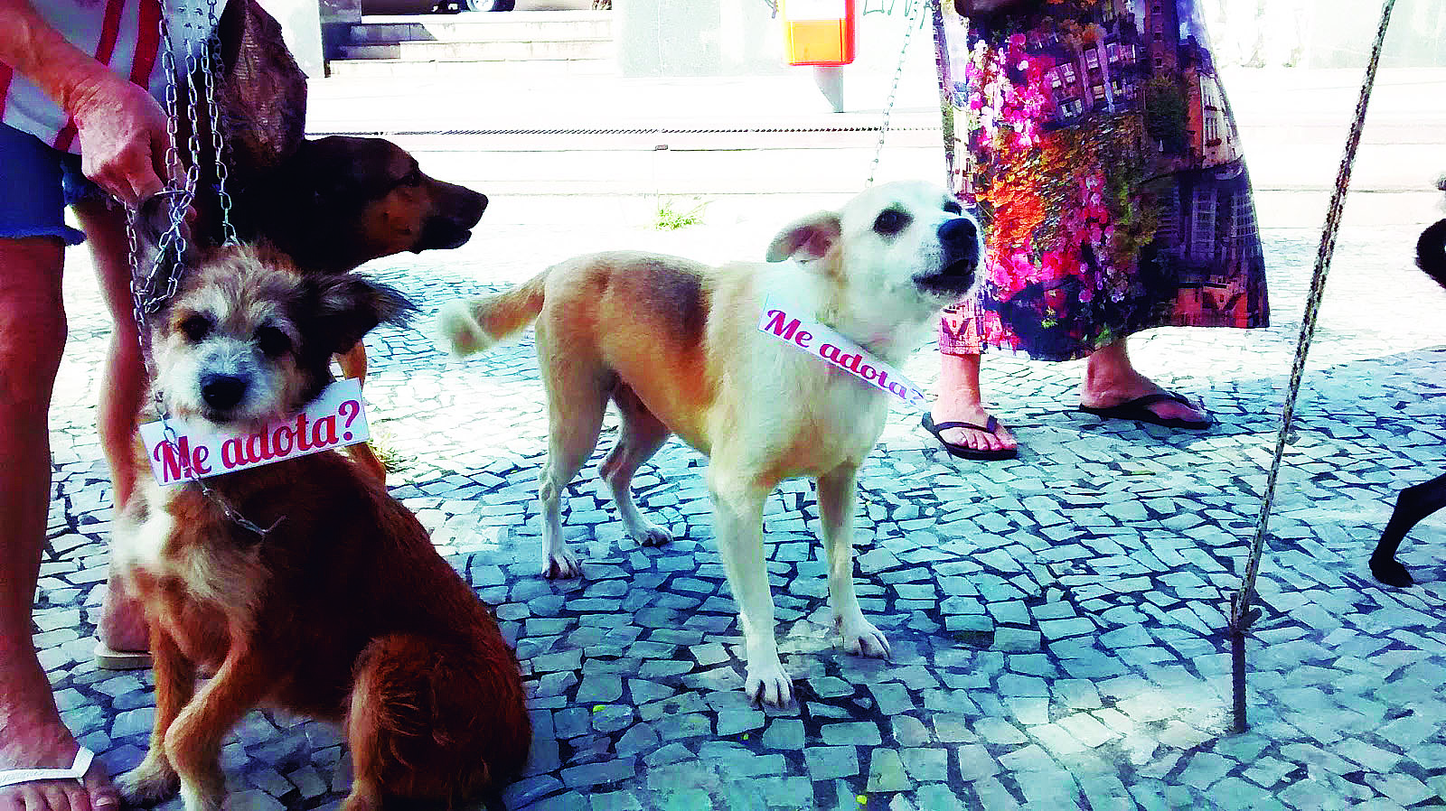 Cabo Frio terá feira de adoção de animais nesta terça feira Clique Diário