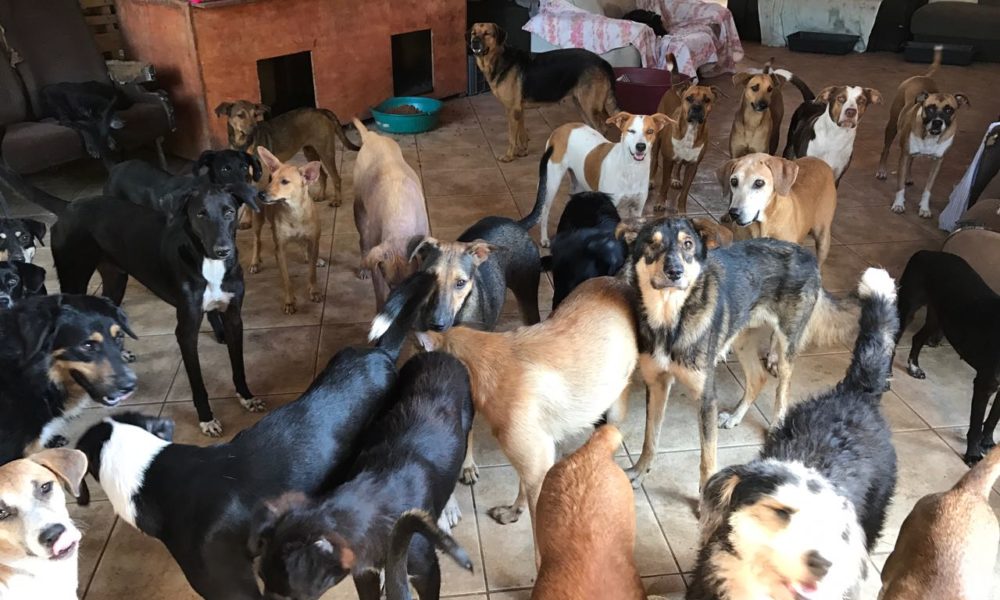 Casa dos Anjos, em Macaé, precisa de doações para continuar cuidando de ...