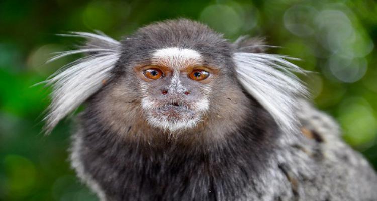 Macacos saguis são encontrados mortos em Floriano e suspeita é de  intoxicação - Cidades em Foco