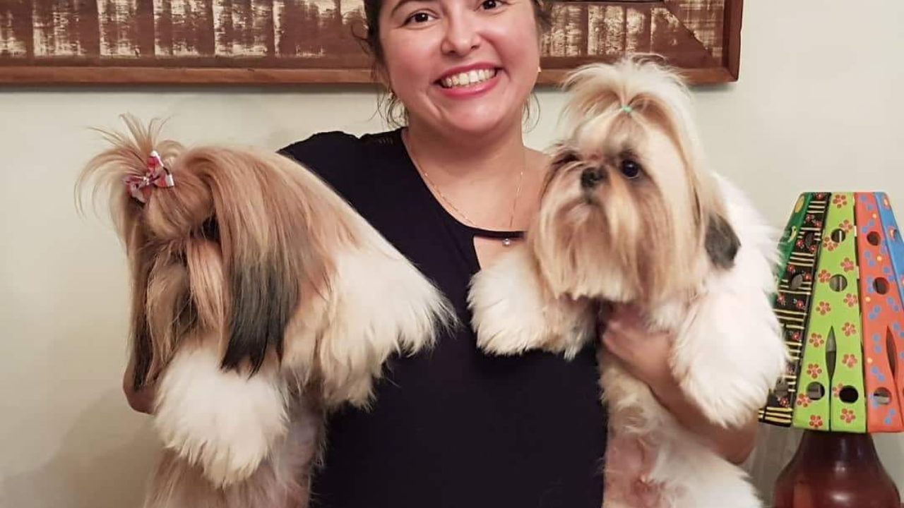 Quero adotar um shitzu Clearance